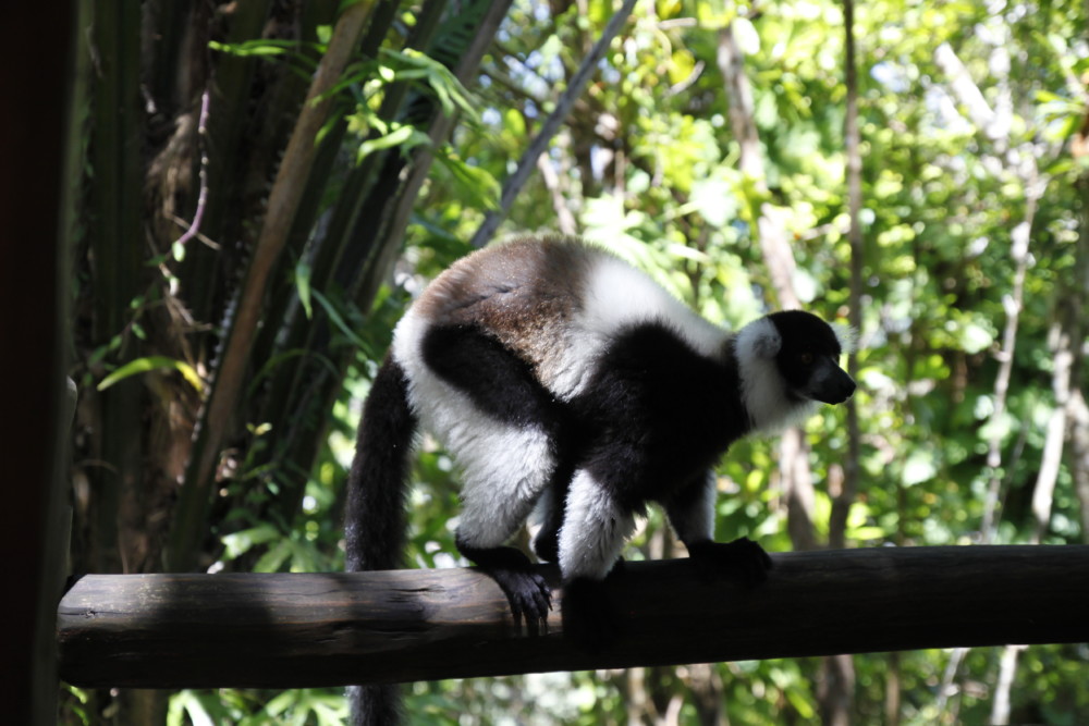 Madagaskar Lemuren