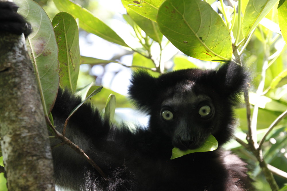 Madagaskar Lemuren