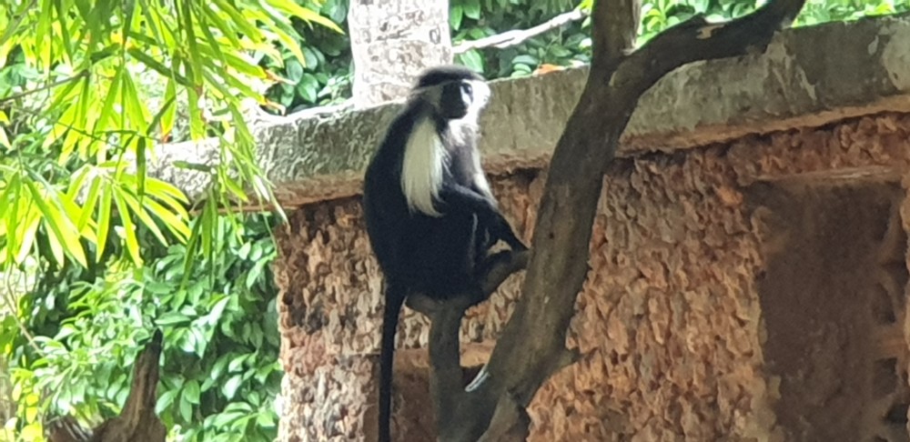 Kenia Kenia