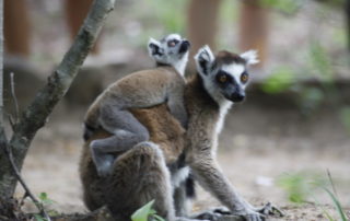 Geheimtipp Madagaskar